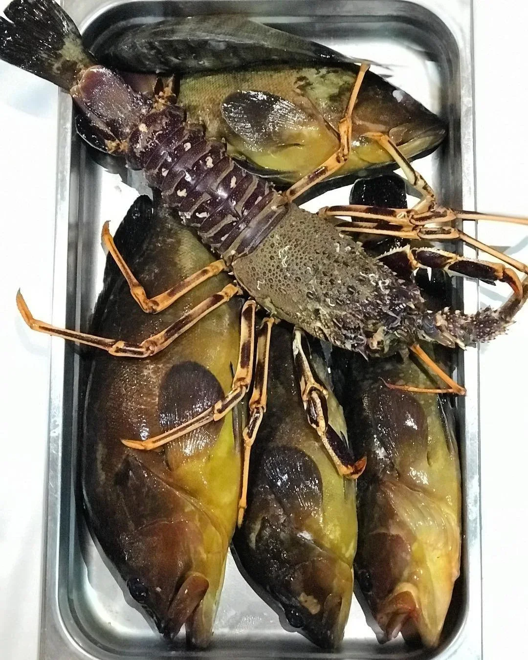 Achilleas Fish Restaurant - Chania Crete, photo 9