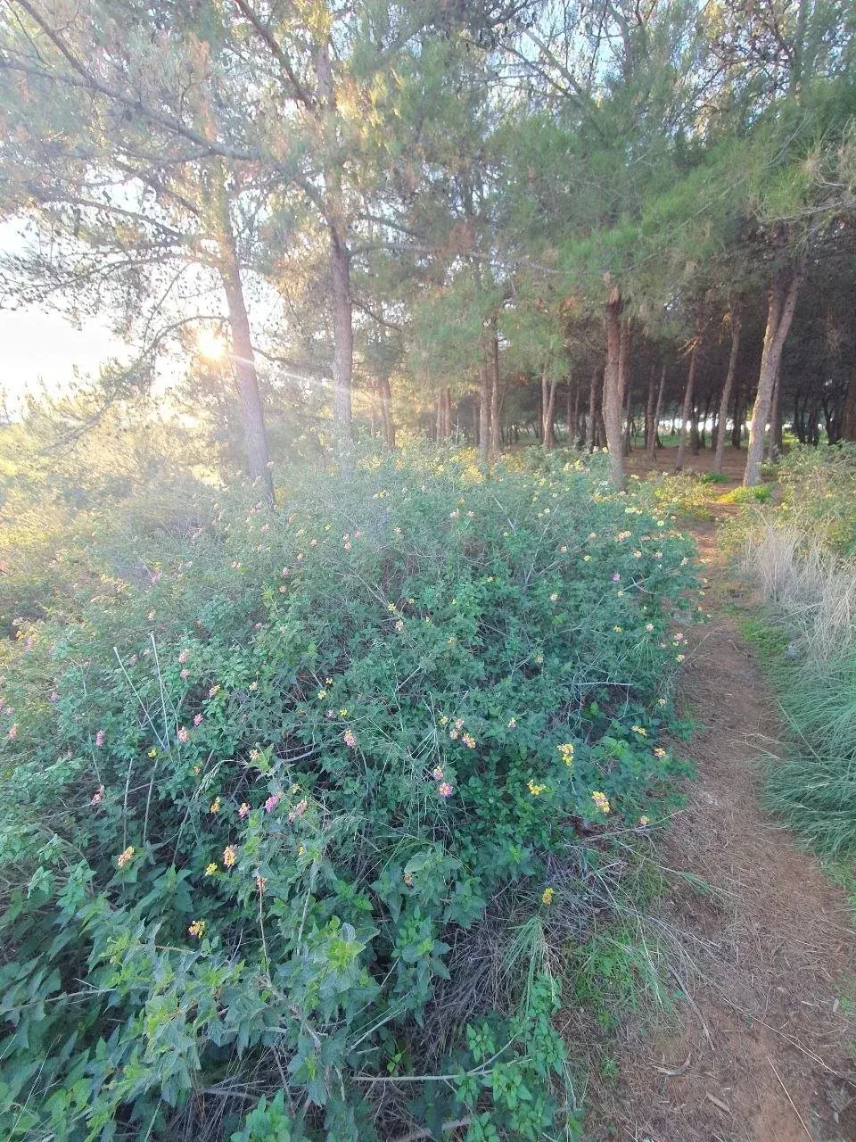 Spiagge di Agii Apostoli, foto 9