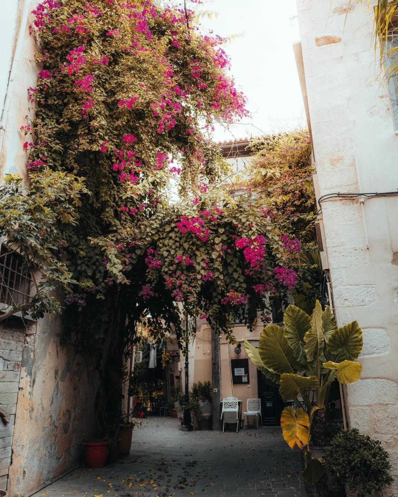Eine mit Bougainvillea bewachsene Gasse in der Altstadt von Chania