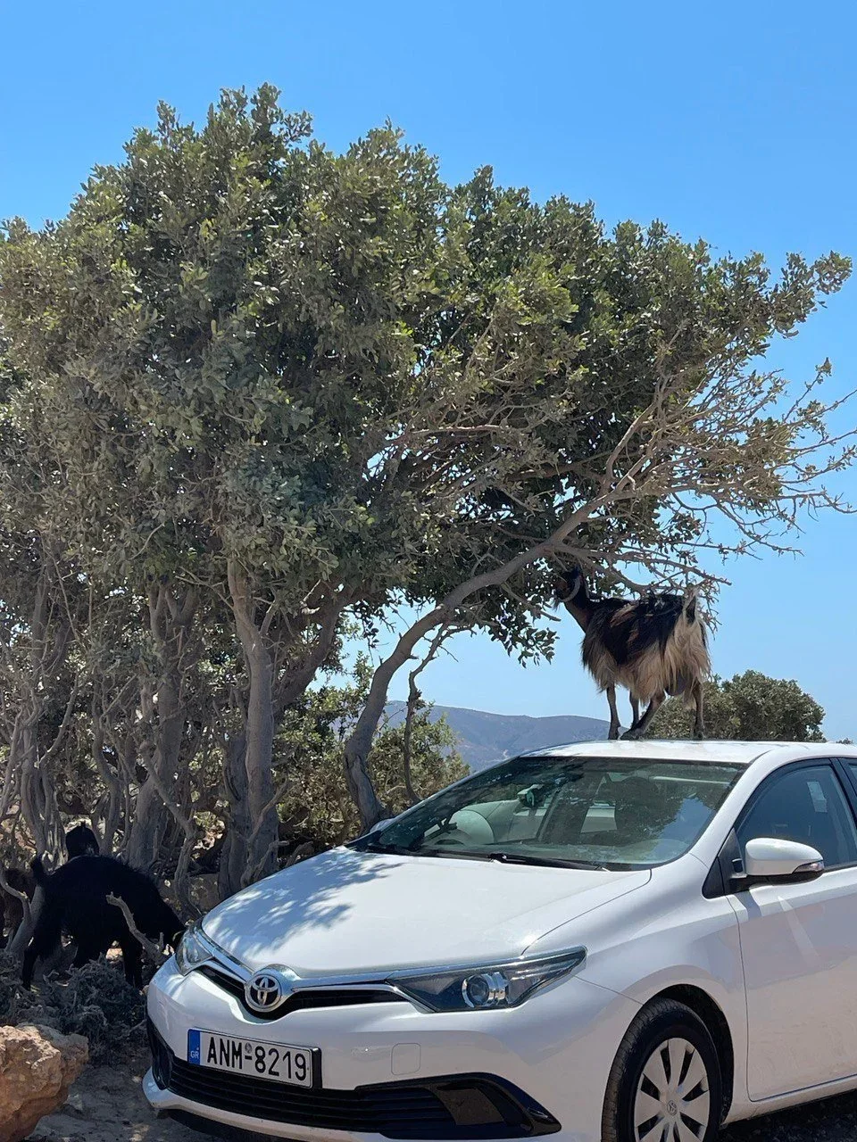 Κεδρόδασος: η ανέγγιχτη ομορφιά της Κρήτης, φωτογραφία 11