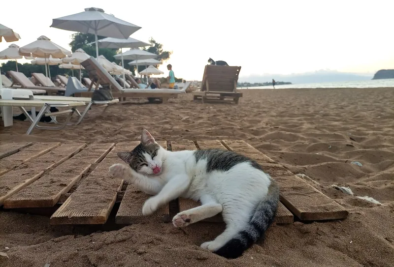 A cat resting on a wooden walkway at Kato Stalos beach, Crete