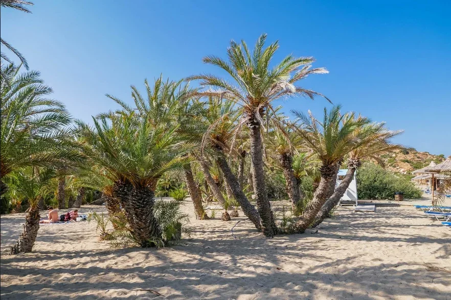 Vaï : plage et palmeraie, photo 20
