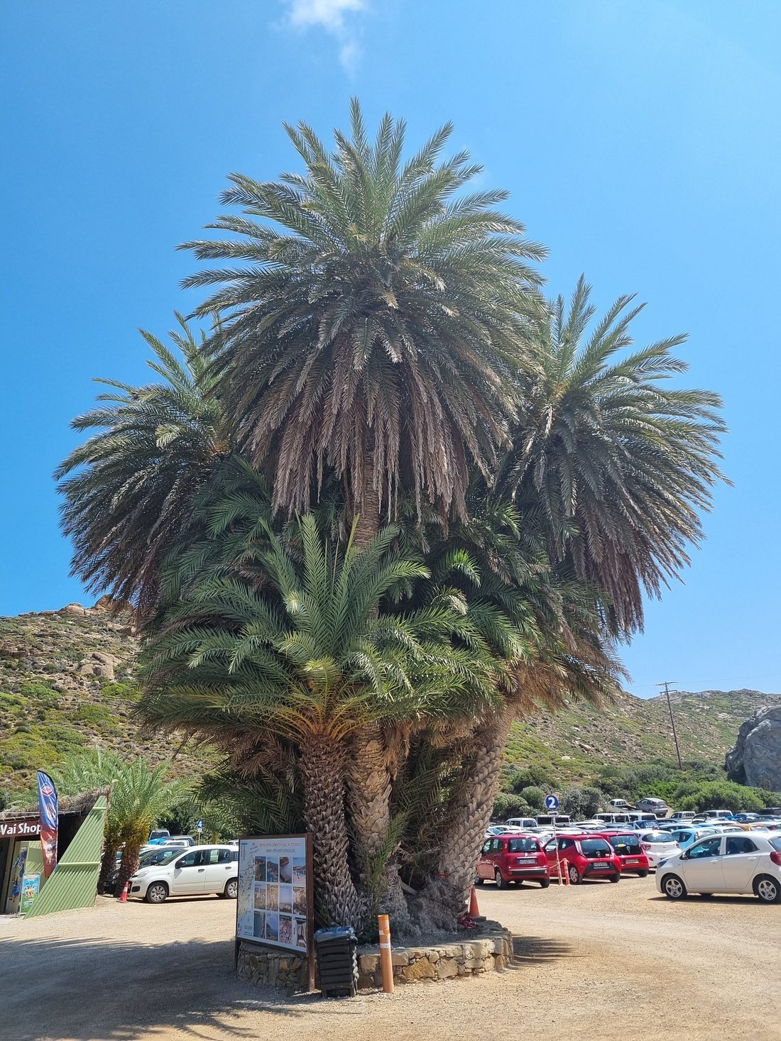 Exploring Vai Beach, Palm Forest | TriptoCrete.com | Your Travel Guide ...